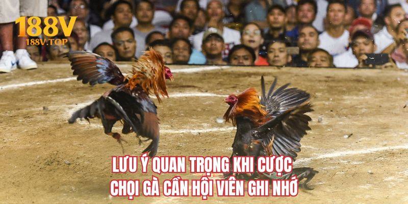 Lưu ý quan trọng khi cược chọi gà cần hội viên ghi nhớ