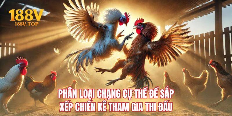 Phân loại chạng cụ thể để sắp xếp chiến kê tham gia thi đấu